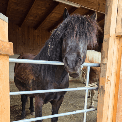 Fengua