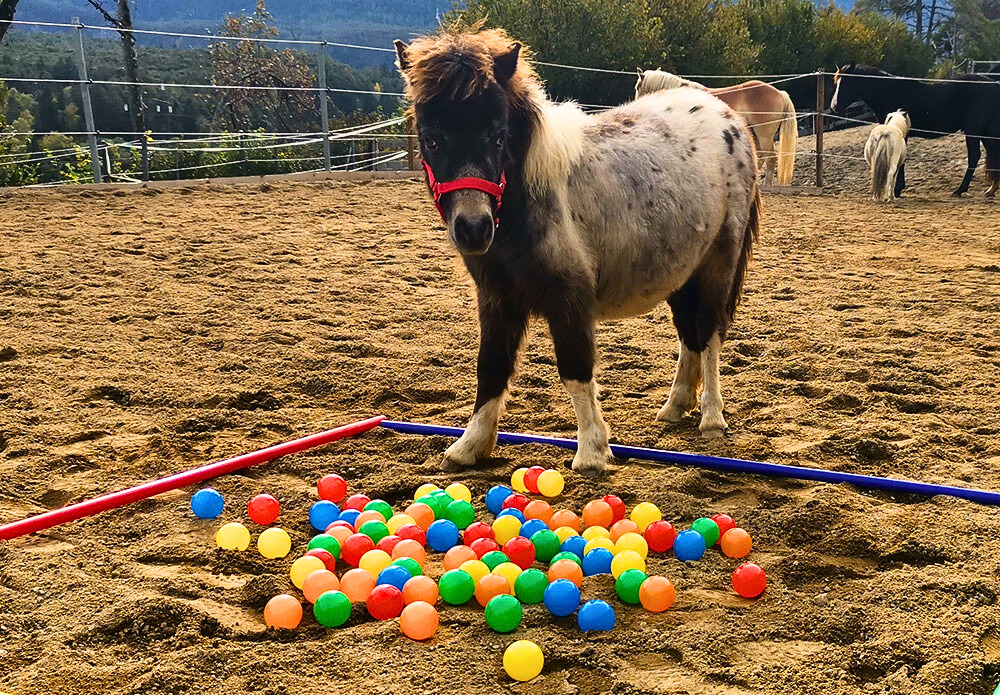 Reitkindergarten – Pony mit Kindern